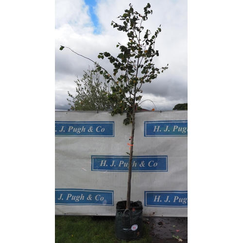 53 - Tilia Cordata 10ft - 1