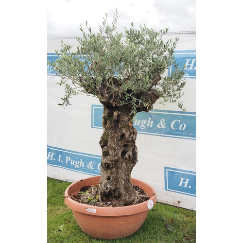 59 - Ancient Olive tree 6ft - 1