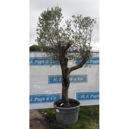 6 - Specimen Olive tree 10ft - 1