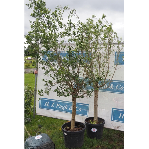 60 - Standard Olive trees 7ft - 2