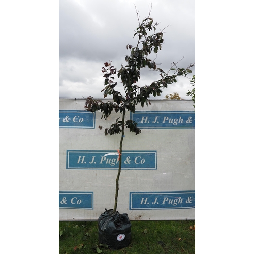 61 - Parrotia Bella 7ft - 1