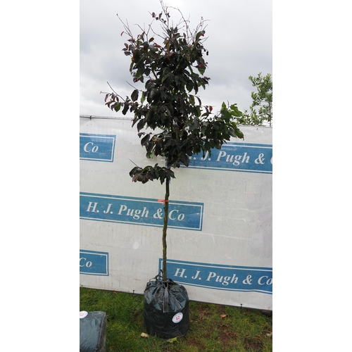 62 - Parrotia Bella 7ft - 1