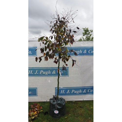 63 - Parrotia Bella 7ft - 1