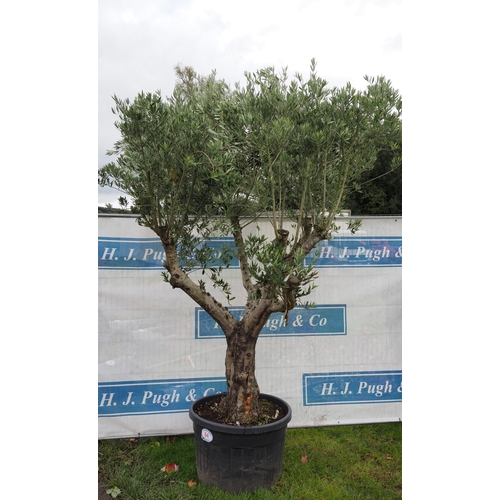 64 - Ancient Olive tree 10ft - 1