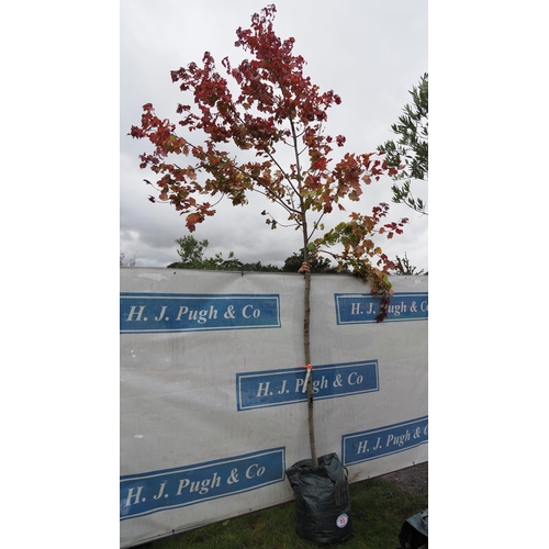 65 - Acer Rubrum 12ft - 1