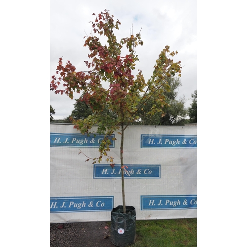 66 - Acer Rubrum 12ft - 1