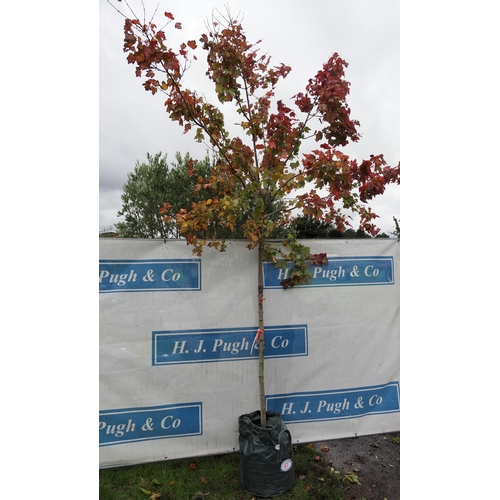 67 - Acer Rubrum 12ft - 1