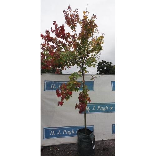 68 - Acer Rubrum 12ft - 1