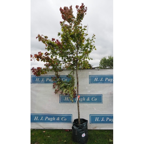 69 - Acer Rubrum 12ft - 1