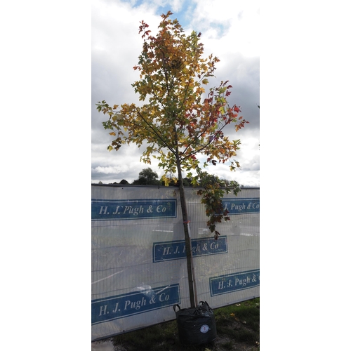 7 - Acer Autumn Blaze 14ft - 1