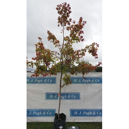 70 - Acer Rubrum 12ft - 1