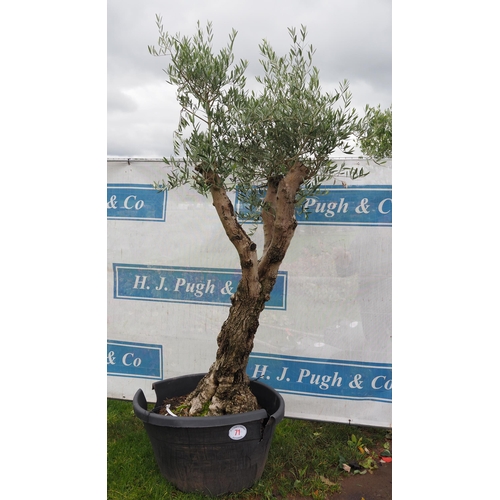 71 - Ancient Olive tree 8ft - 1