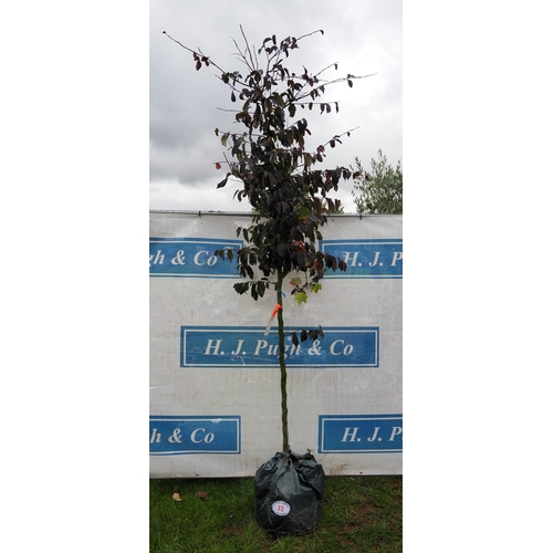 72 - Parrotia Bella 7ft - 1