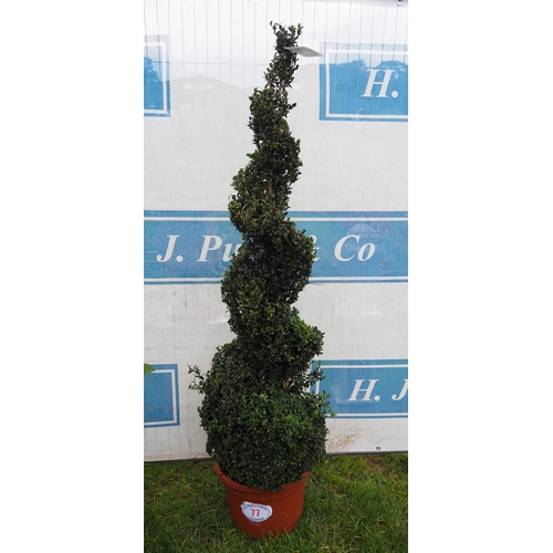 77 - Spiral box plant 5ft - 1