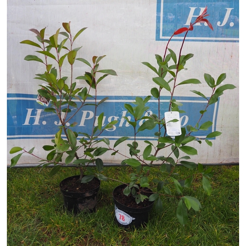 78 - Photinia - 2