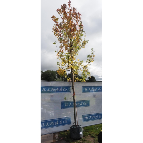 8 - Acer Autumn Blaze 14ft - 1