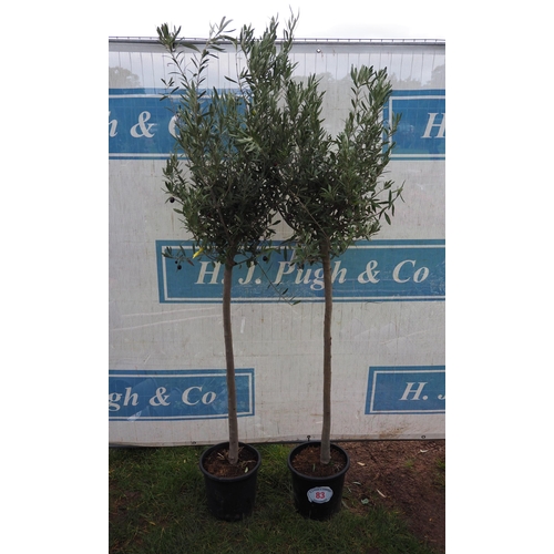 83 - Standard Olive trees 6ft - 2