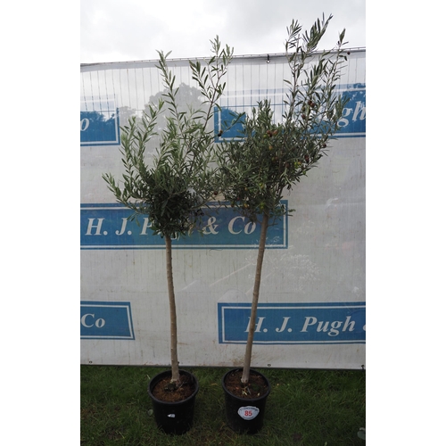 85 - Standard Olive trees 6ft - 2