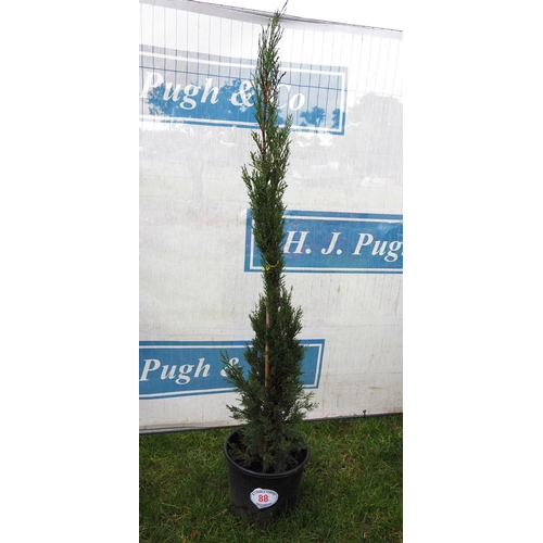 88 - Conifer 6ft - 1