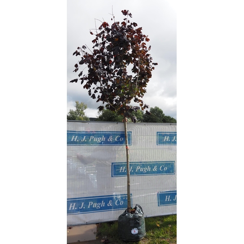 9 - Acer Crimson King 12ft - 1