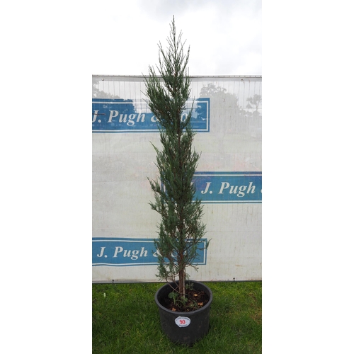 90 - Conifer 6ft - 1