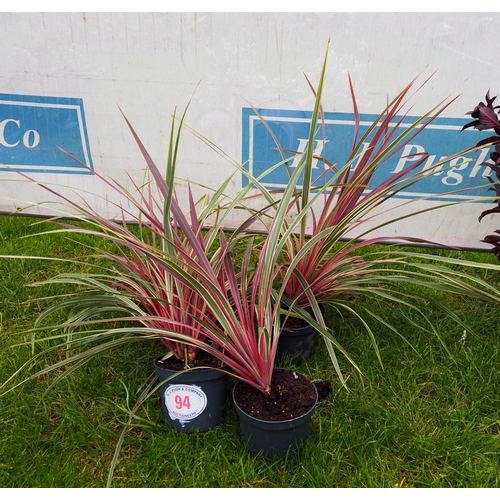 94 - Cordyline - 3