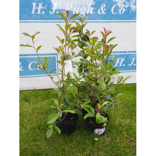 95 - Photinia - 3