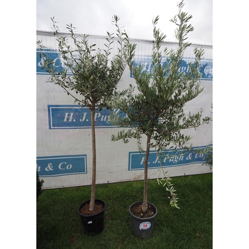 98 - Standard Olive trees 6ft - 2