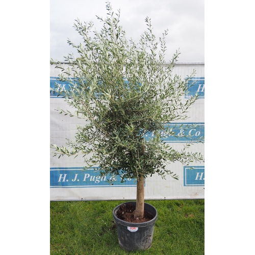 334 - Standard Olive tree 6ft - 1