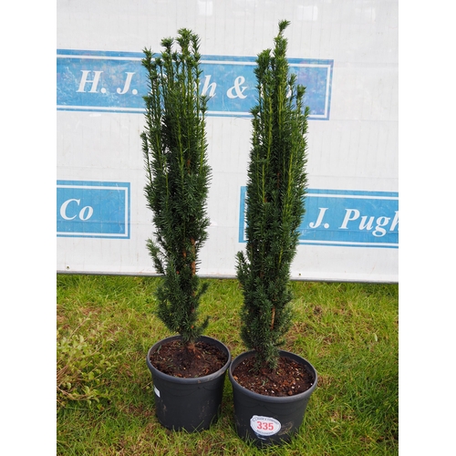 335 - Taxus Fastigiata upright Yew 4ft - 2