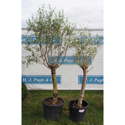 340 - Standard Olive trees 6ft - 2