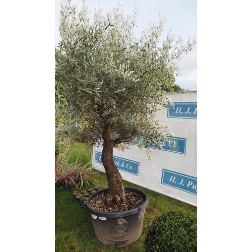 342 - Ancient Olive tree 10ft - 1