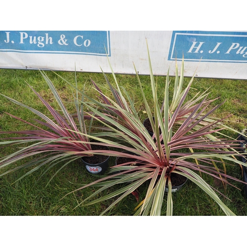 344 - Cordyline - 5