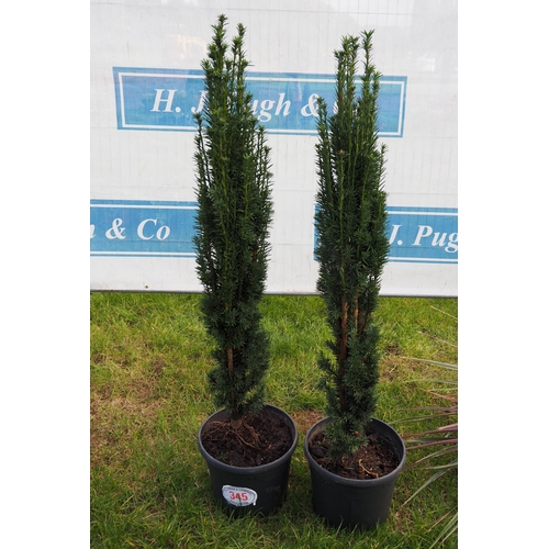 345 - Taxus Fastigiata upright Yew 4ft - 2