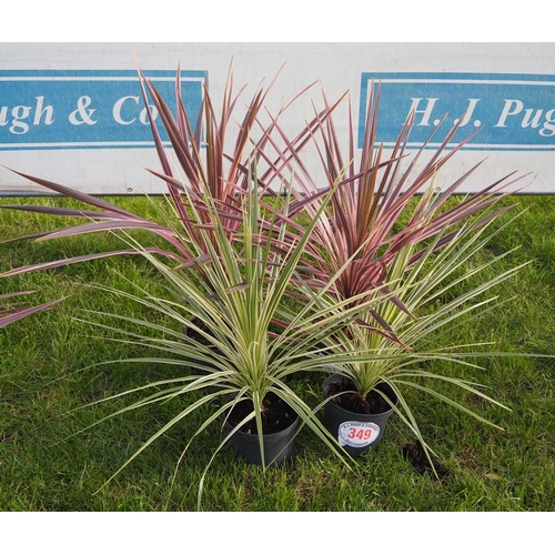 349 - Cordyline - 4