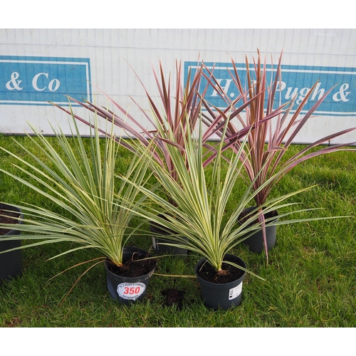 350 - Cordyline mix - 4