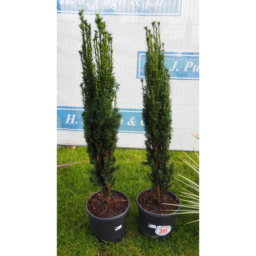 351 - Taxus Fastigiata upright Yew - 2