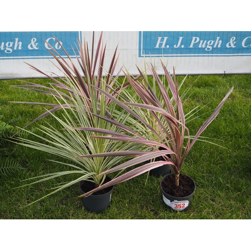 352 - Cordyline mix - 4