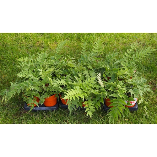 354 - Hardy Fern in terracotta pots - 15