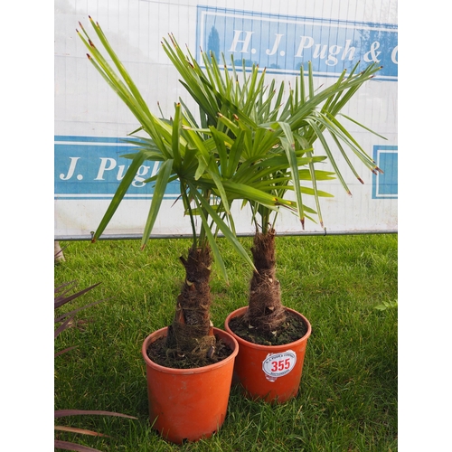 355 - Hardy palms 3ft - 2