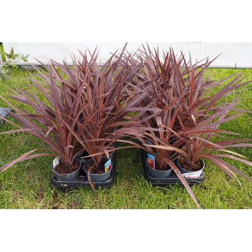 356 - Cordyline - 20