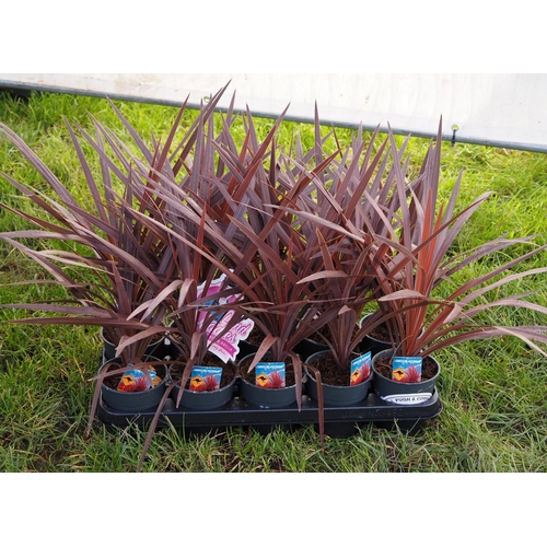 358 - Cordyline - 10