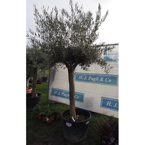 359 - Standard Olive tree laden with fruit 7ft - 1