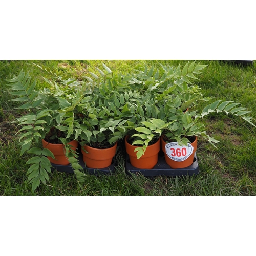 360 - Hardy Fern in terracotta pots - 10