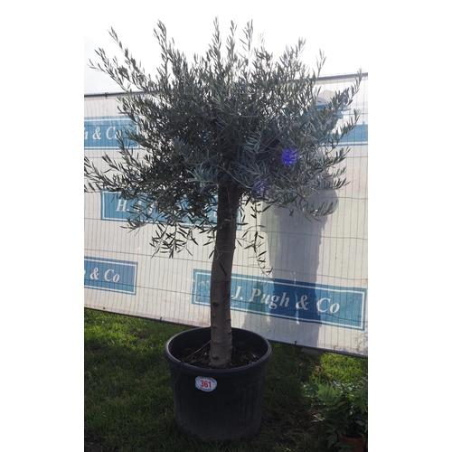 361 - Standard Olive tree 7ft - 1