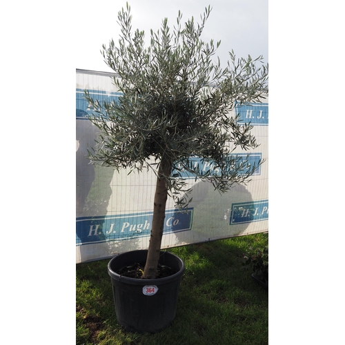 364 - Standard Olive tree 7ft - 1