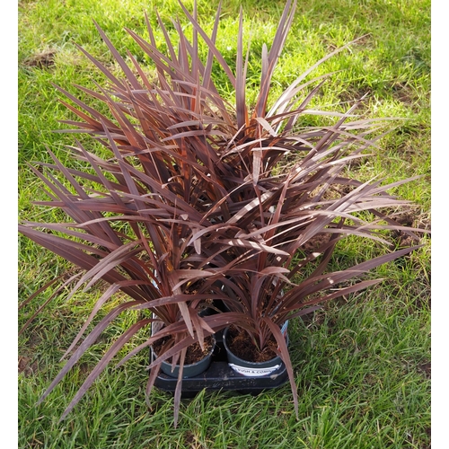 365 - Cordyline - 10