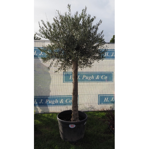 366 - Standard Olive tree 8ft - 1