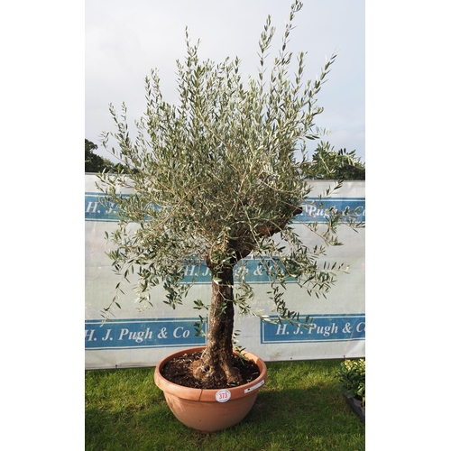 373 - Ancient Olive tree 10ft - 1