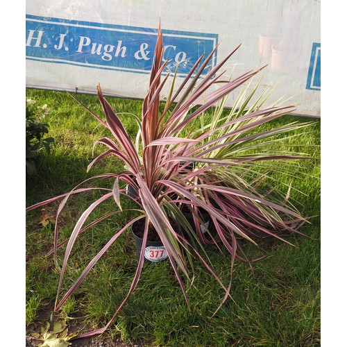 377 - Cordyline mix - 4